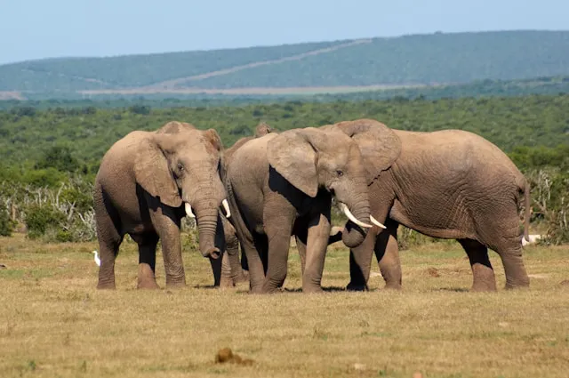 Addo Elephant National Park