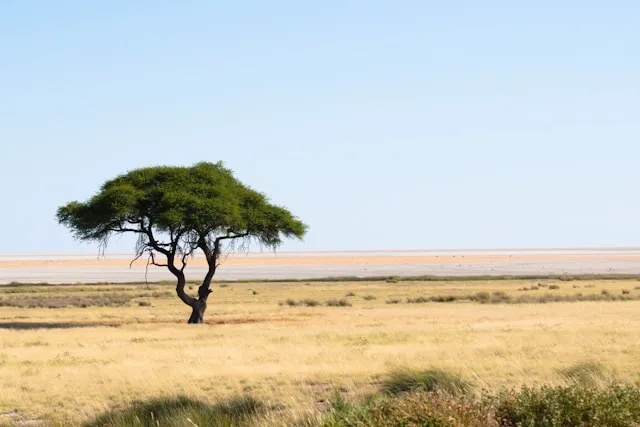 Etosha National Park