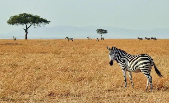 Masai Mara National Reserve