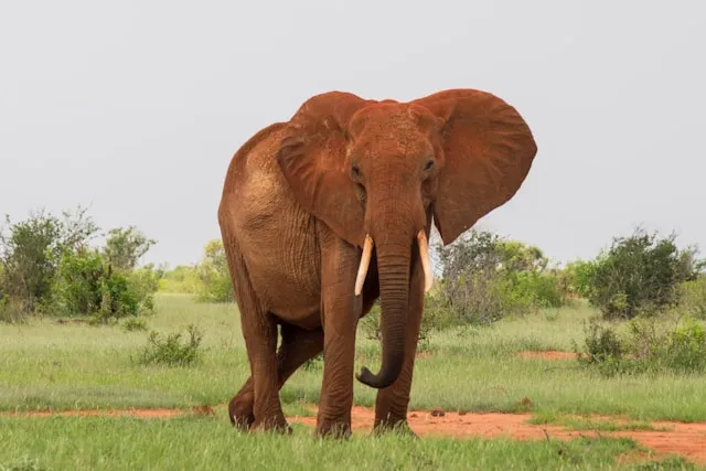 Tsavo East National Park